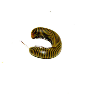 Smokey Oak Millipede (Narceus gordanus)