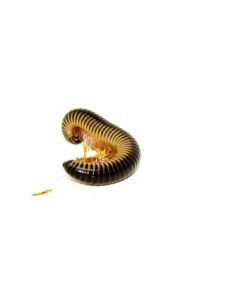 Ivory Millipede (Chicobolus spinigerus)