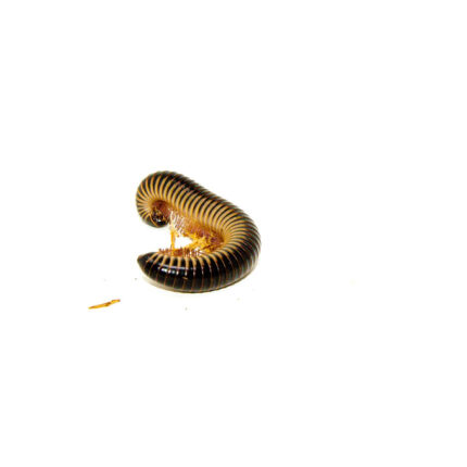 Ivory Millipede (Chicobolus spinigerus)