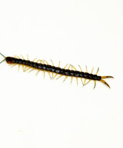 DSC_9725_1024x DSC 9725 1024x 247x296