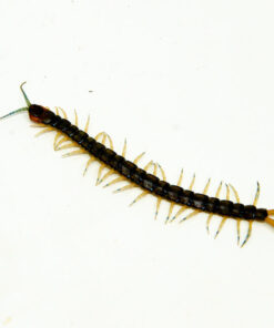 DSC_9726_1024x DSC 9726 1024x 247x296