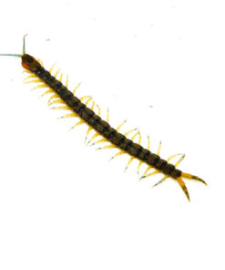 Florida Giant Green Centipede (Hemiscolopendra marginata)
