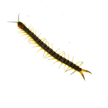 Florida Giant Green Centipede (Hemiscolopendra marginata)