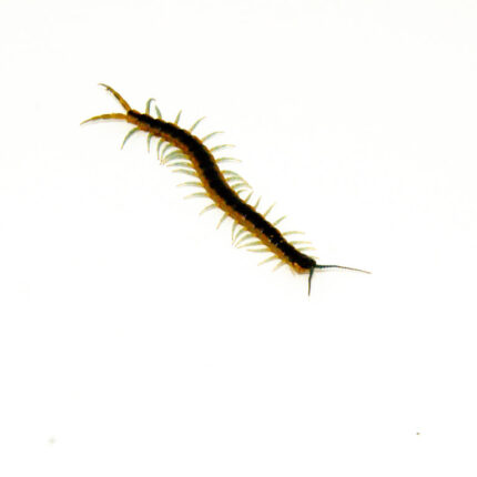 Florida Giant Blue Centipede (Scolopendra viridis)