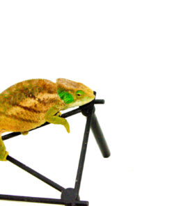 DSC 9765 1024x 247x296