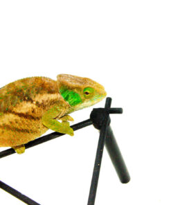 DSC 9766 1024x 247x296