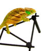 O'Shaughnessy's chameleon (Calumma oshaughnessyi)