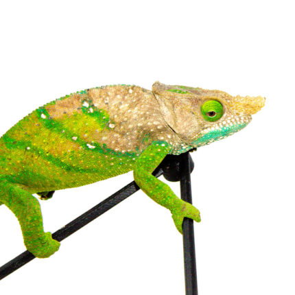 DSC 9773 1024x 430x430