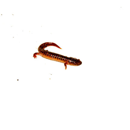 DSC 9792 1024x 430x430