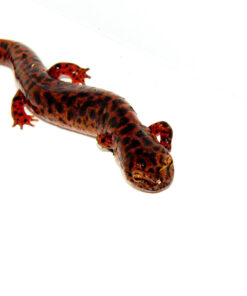 Southern Red Salamander (Pseudotriton ruber vioscai)