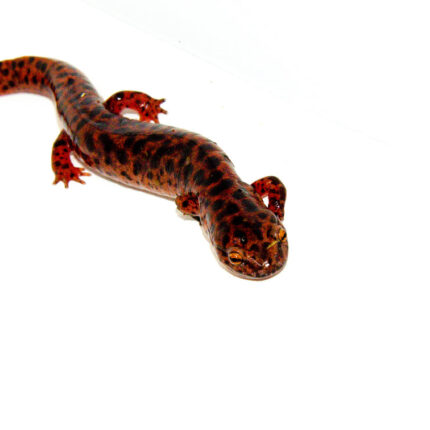 Southern Red Salamander (Pseudotriton ruber vioscai)