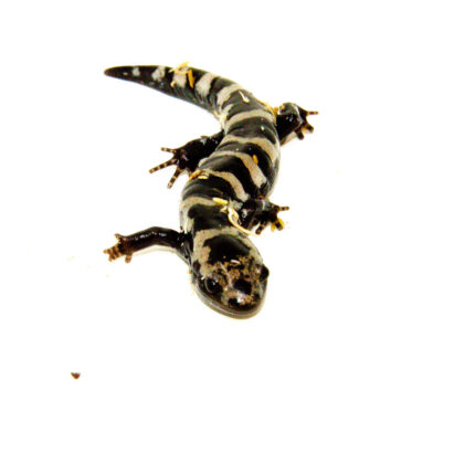 Marbled Salamanders (Ambystoma opacum)