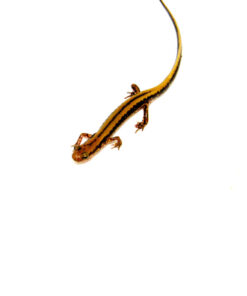 Three lined salamander (Eurycea guttilineata)