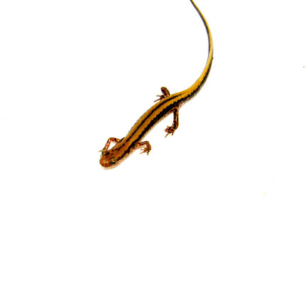 Three lined salamander (Eurycea guttilineata)