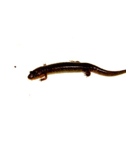Alternative view of Southern dusky salamander (Desmognathus auriculatus)