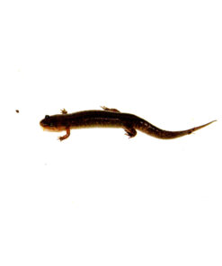 Southern dusky salamander (Desmognathus auriculatus)