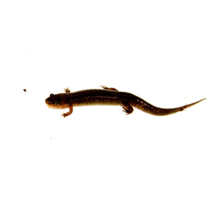 Southern dusky salamander (Desmognathus auriculatus)
