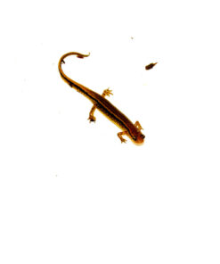 Alternative view of Southern two lined salamander (Eurycea cirrigera)