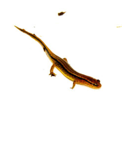 Southern two lined salamander (Eurycea cirrigera)