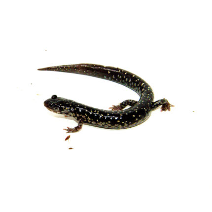 Mississippi Slimy Salamander (Plethodon mississippi)