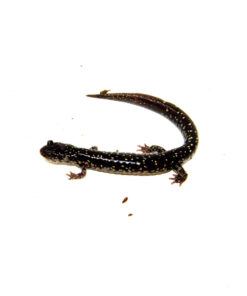 DSC 9832 1024x 247x296