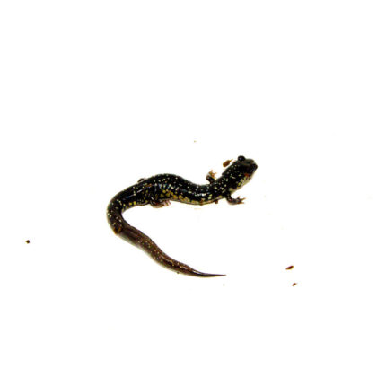 DSC 9840 1024x 430x430