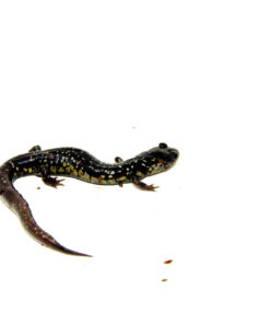 Alternative view of Southern Slimy Salamander (Plethodon teyahalee)