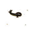 Southern Slimy Salamander (Plethodon teyahalee) DSC 9845 1024x 100x100