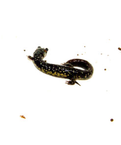 Southern Slimy Salamander (Plethodon teyahalee)