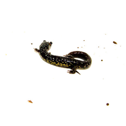 Southern Slimy Salamander (Plethodon teyahalee)