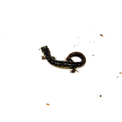 DSC 9846 1024x 430x430