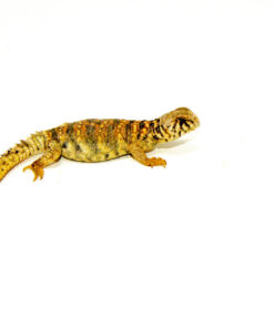 DSC 9848 1024x 247x296