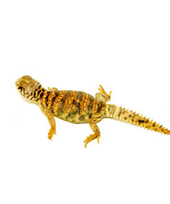 DSC 9850 1024x 247x296