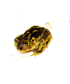 Eastern Spadefoot toad (Scaphiopus holbrookii)