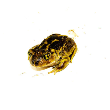 Eastern Spadefoot toad (Scaphiopus holbrookii)