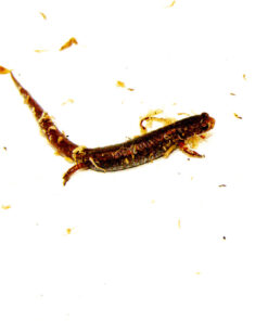 Four Toed Salamander (Hemidactylium scutatum)