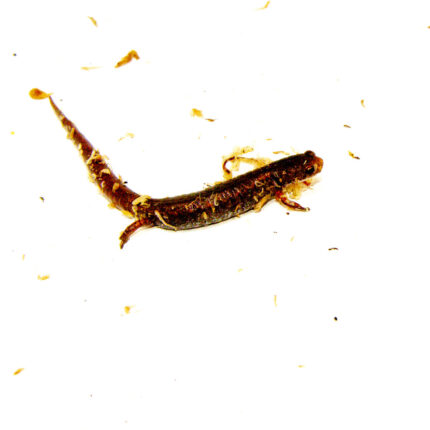Four Toed Salamander (Hemidactylium scutatum)