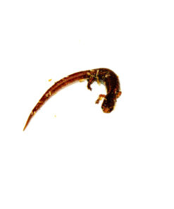 DSC 9880 1024x 247x296