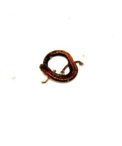 DSC 9892 1024x 247x296