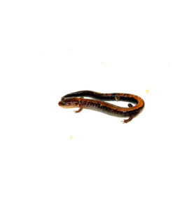 Eastern Redback Salamander (Plethodon cinereus)