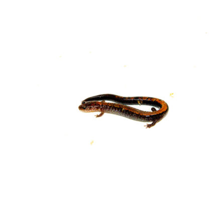 Eastern Redback Salamander (Plethodon cinereus)