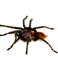 Venezuelan Green Bottled Blue Tarantula (Chromatopelma cyaneopubescens)
