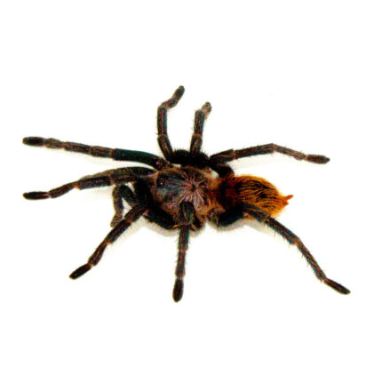 Venezuelan Green Bottled Blue Tarantula (Chromatopelma cyaneopubescens)