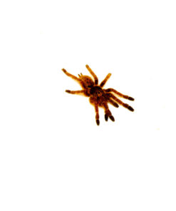 DSC 9926 1024x 247x296
