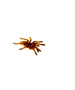 Orange Baboon Tarantula (Pterinochilus murinus)