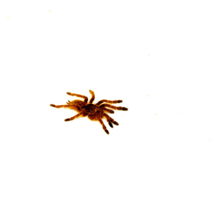 Orange Baboon Tarantula (Pterinochilus murinus)