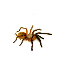 Socotra Island Blue Baboon Tarantula (Monocentropus balfouri)