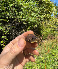 Hi Color Orange Baby Eastern Box Turtle #14 (Terrapene carolina)