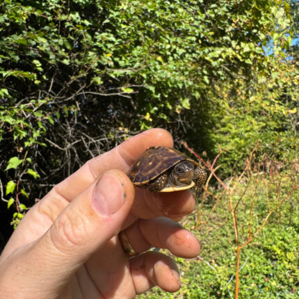 Hi Color Orange Baby Eastern Box Turtle #14 (Terrapene carolina)