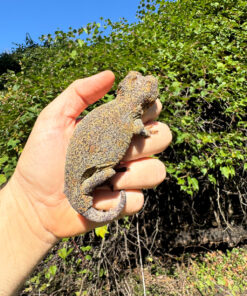 E1B16229 F279 4B4B 94B0 F1E378AE64FB 1024x 247x296